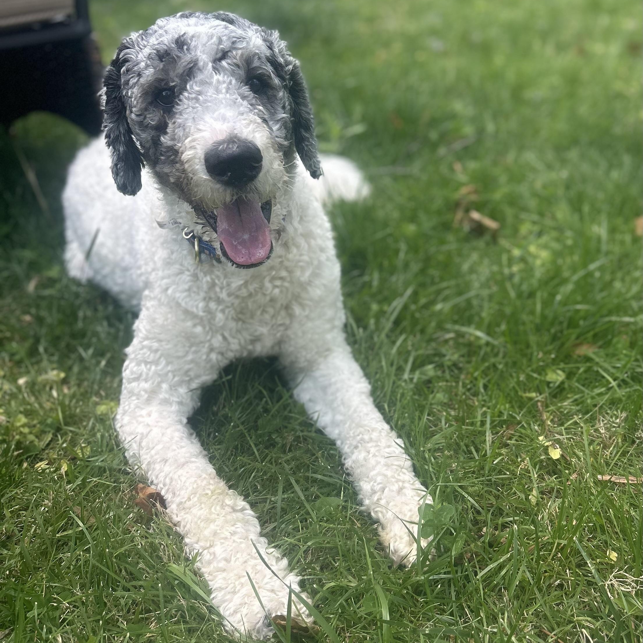Enlarge Puppers (AKA Mr. Pawppers), a ADOPTABLE Poodle in Richboro, PA image 3/5