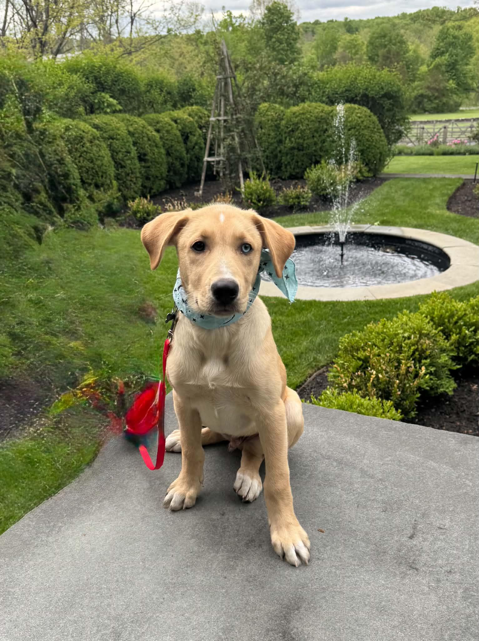 Enlarge Levi, an adopted mixed breed in Hatfield, PA image 6/6
