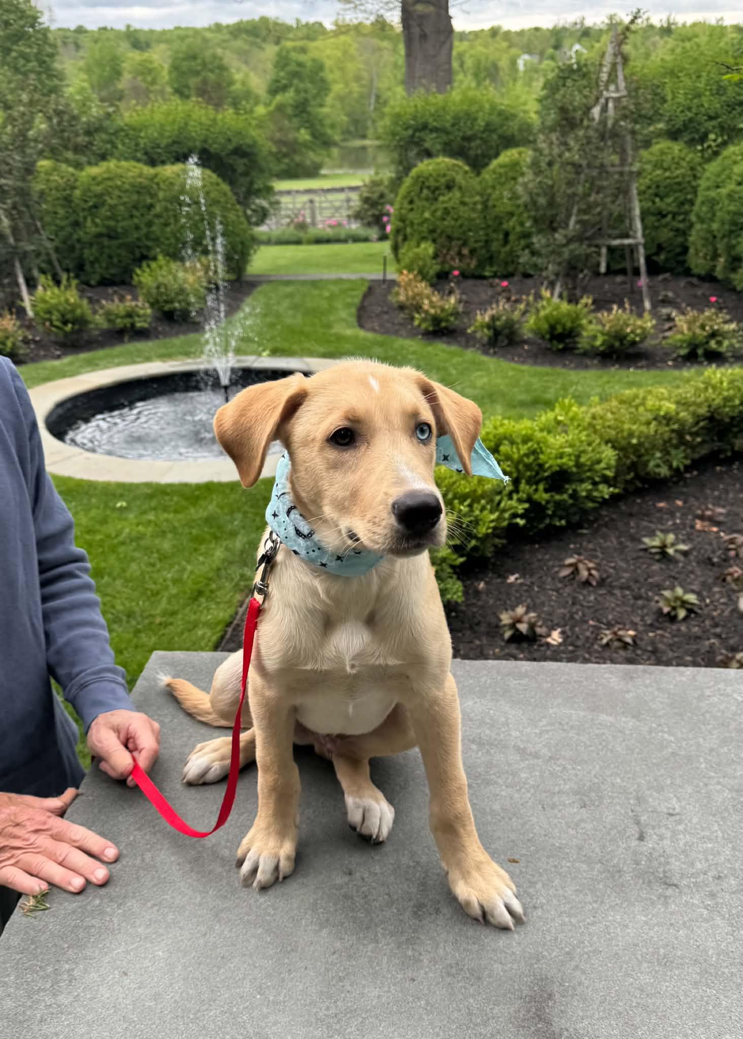 Enlarge Levi, an adopted mixed breed in Hatfield, PA image 4/6