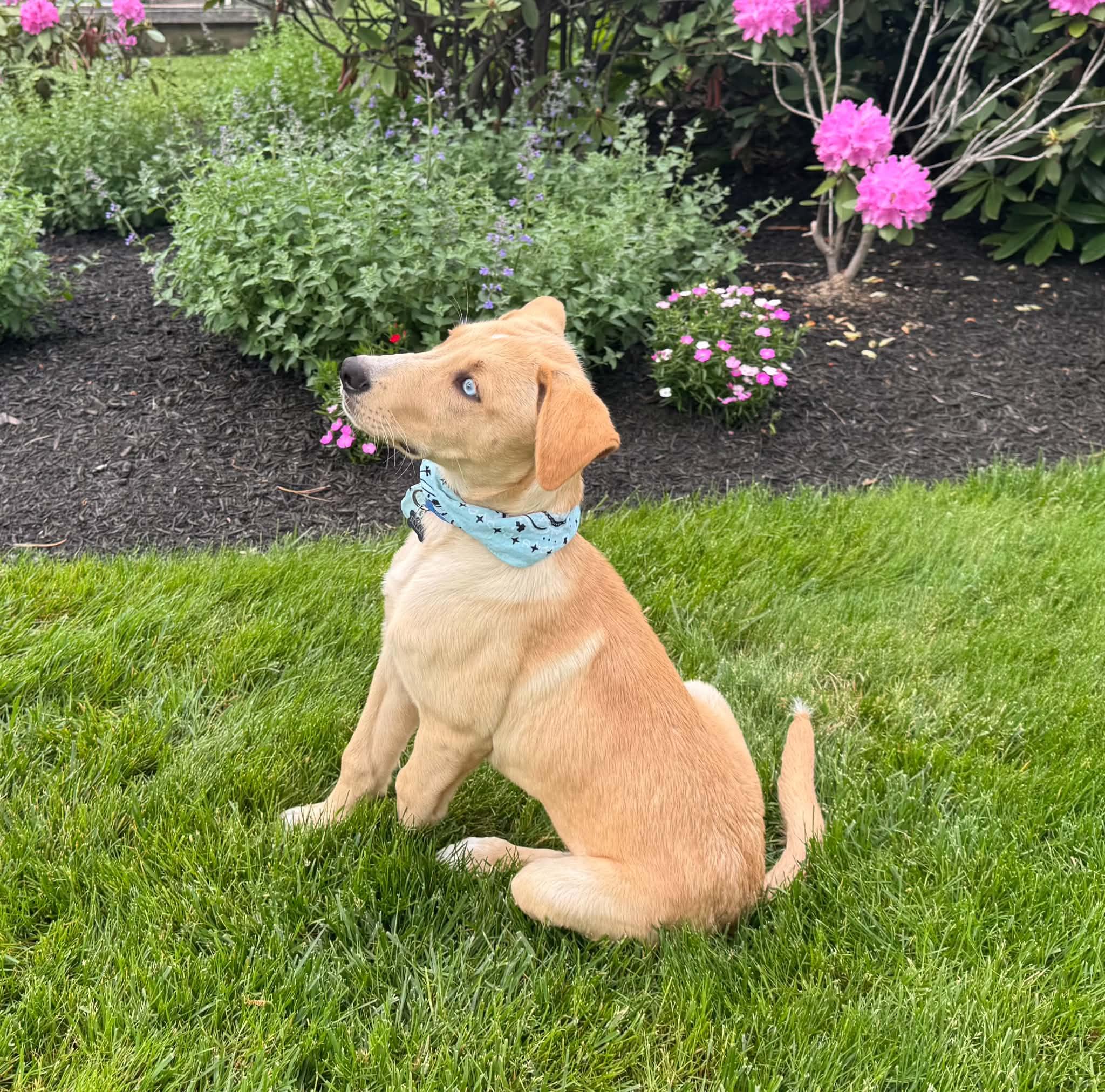 Enlarge Levi, an adopted mixed breed in Hatfield, PA image 5/6