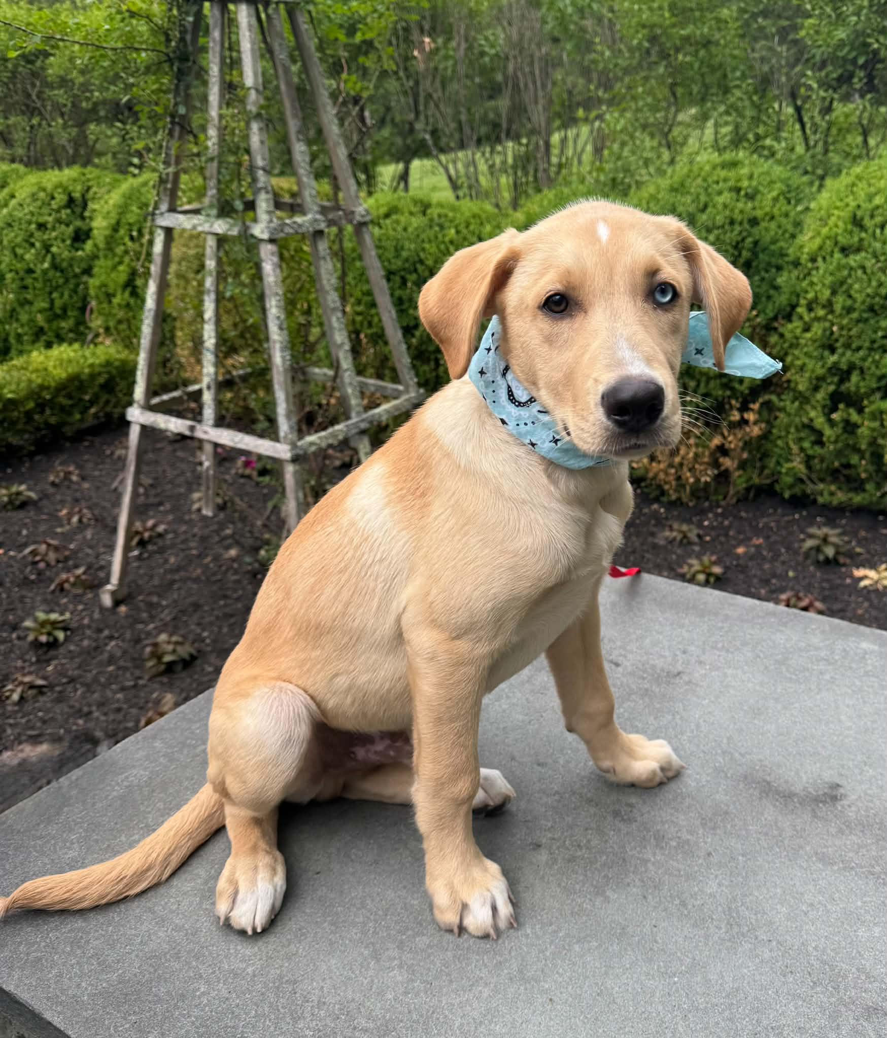Levi, adopted, Puppy Male Labrador Retriever.
