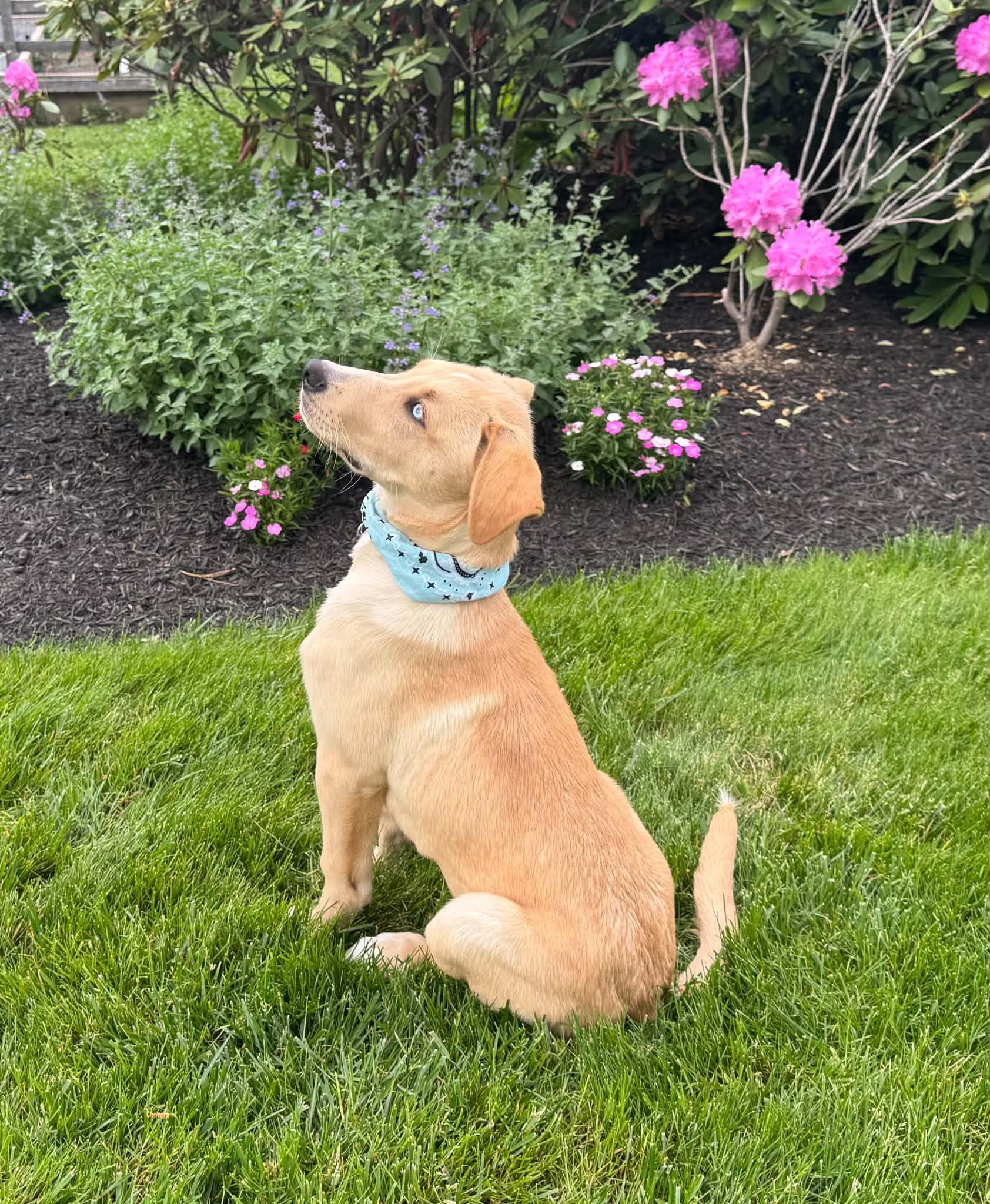 Enlarge Levi, an adopted mixed breed in Hatfield, PA image 2/6