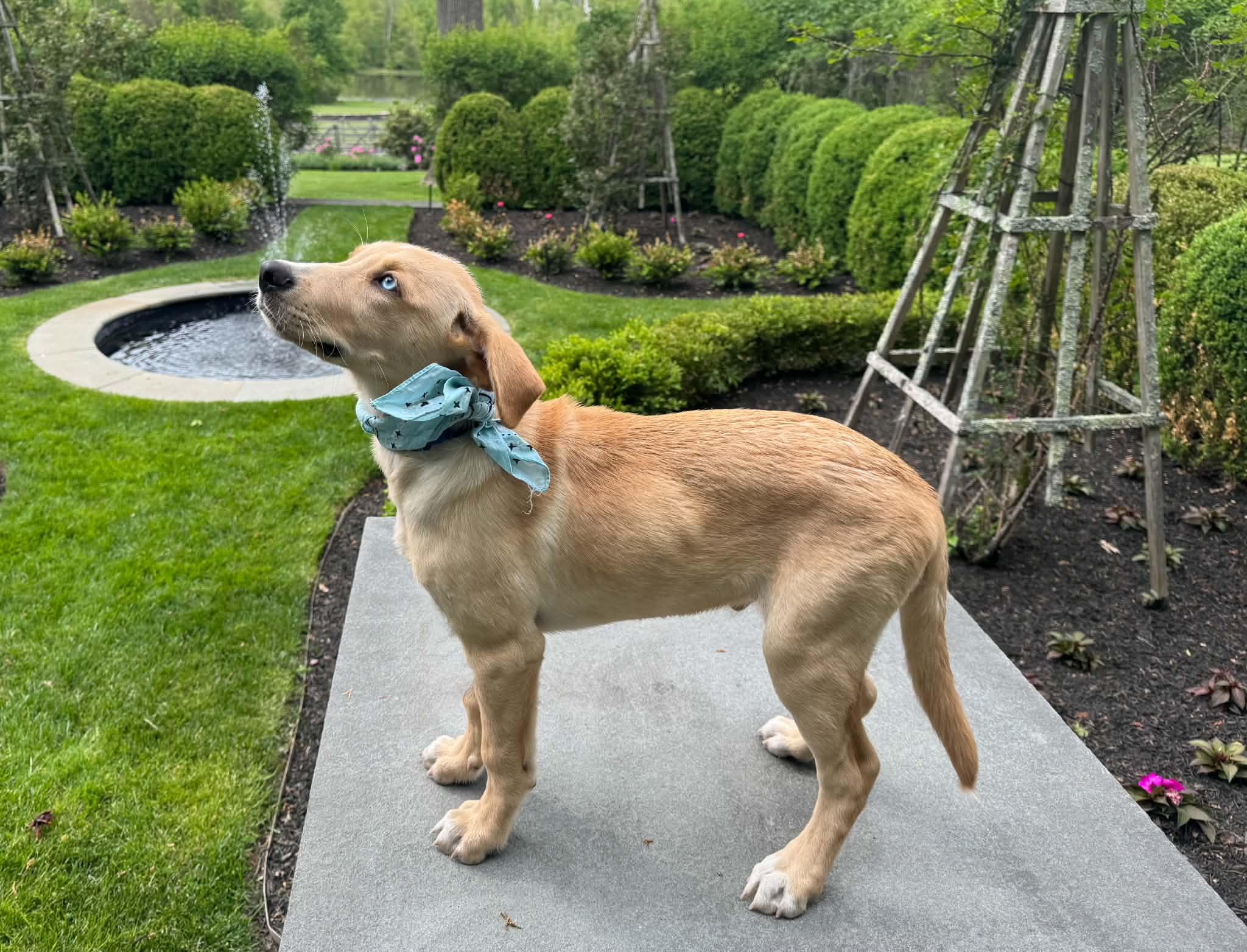 Enlarge Levi, an adopted mixed breed in Hatfield, PA image 3/6