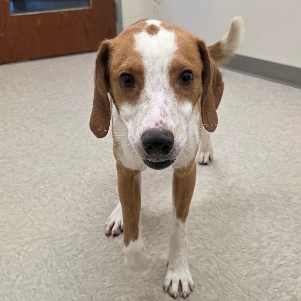 Enlarge Dalton, a Adoptable Hound in Chatham, VA image 1/2