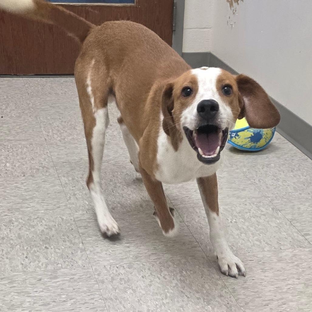 Enlarge Dalton, a Adoptable Hound in Chatham, VA image 2/2