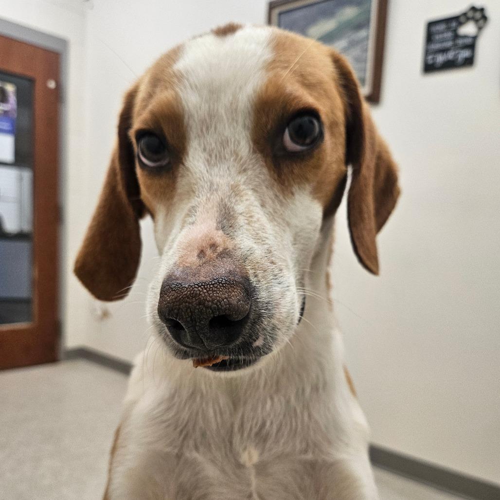Dalton, Adoptable, Adult Male Hound.