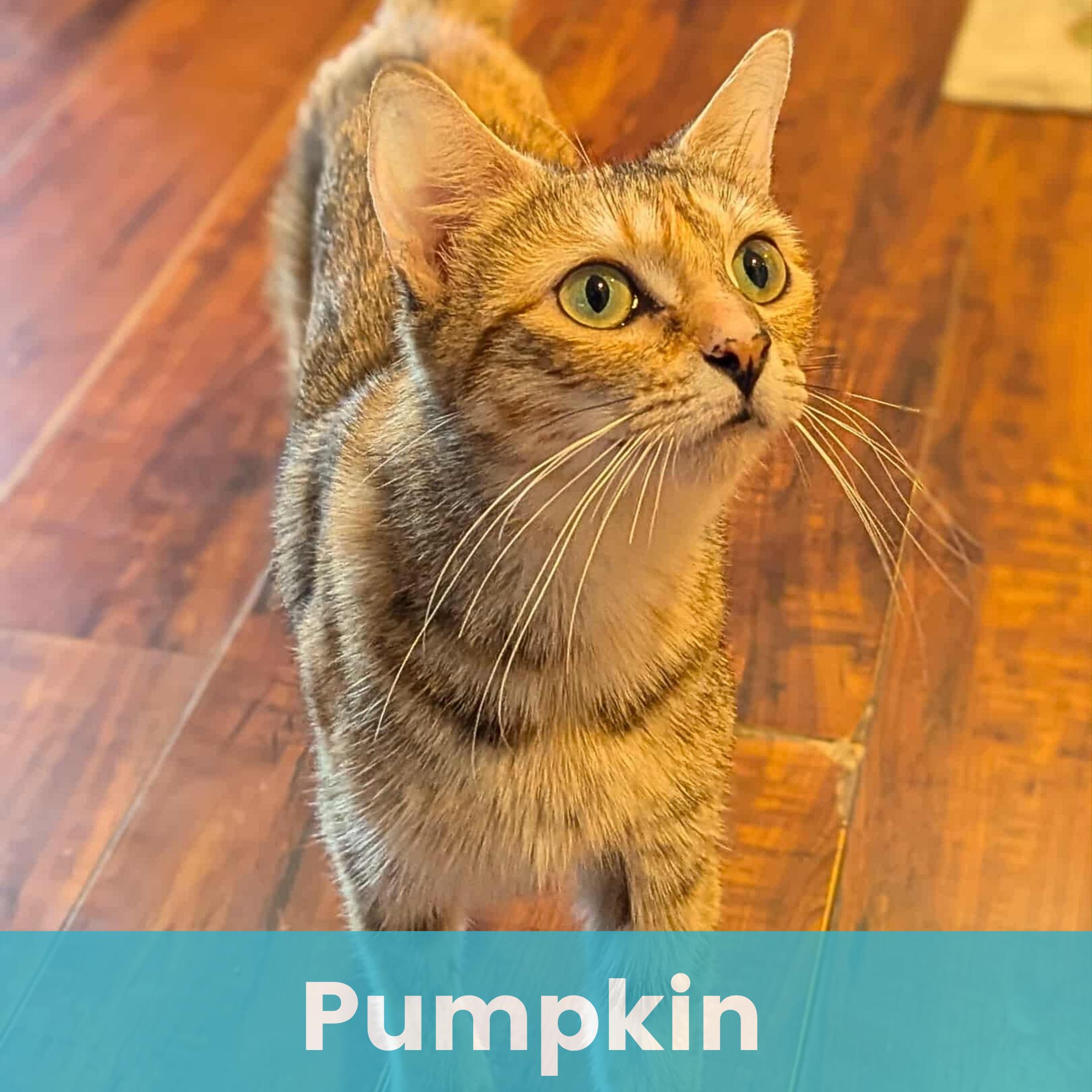 Pumpkin