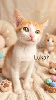 Lukah, Adoptable, Kitten Male Domestic Short Hair.