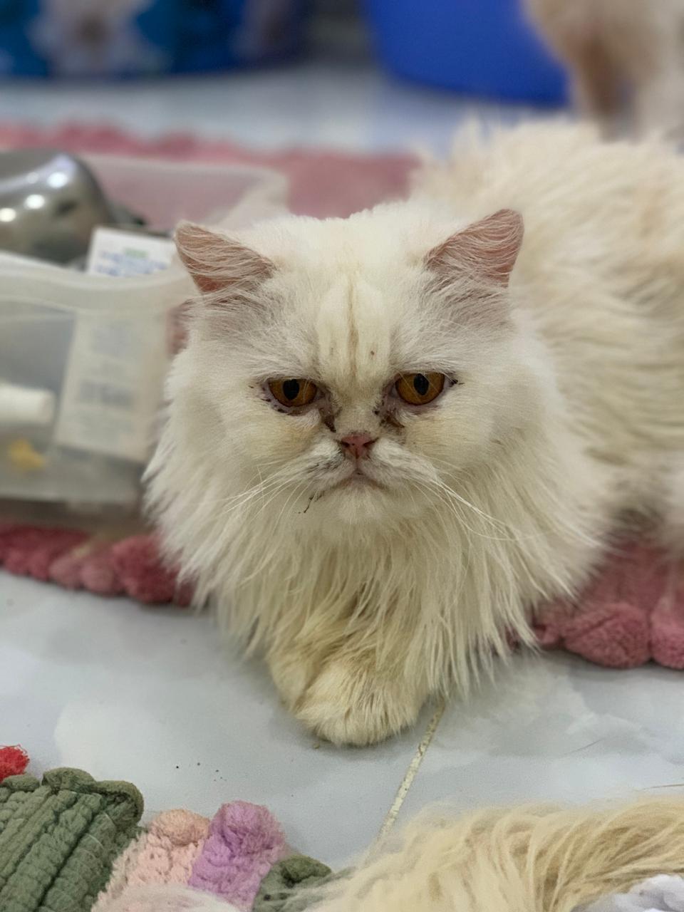 Enlarge Pearl C, a Adoptable Persian in Brampton, ON image 1/1