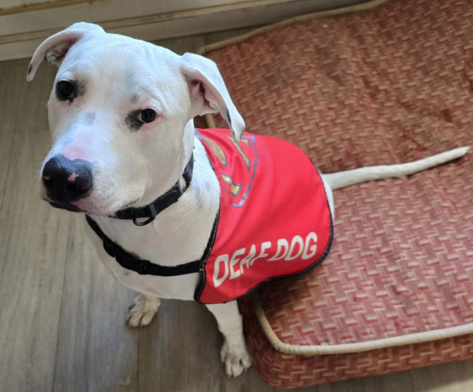 Enlarge Echo, a Adoptable Pit Bull Terrier in Visalia, CA image 1/3