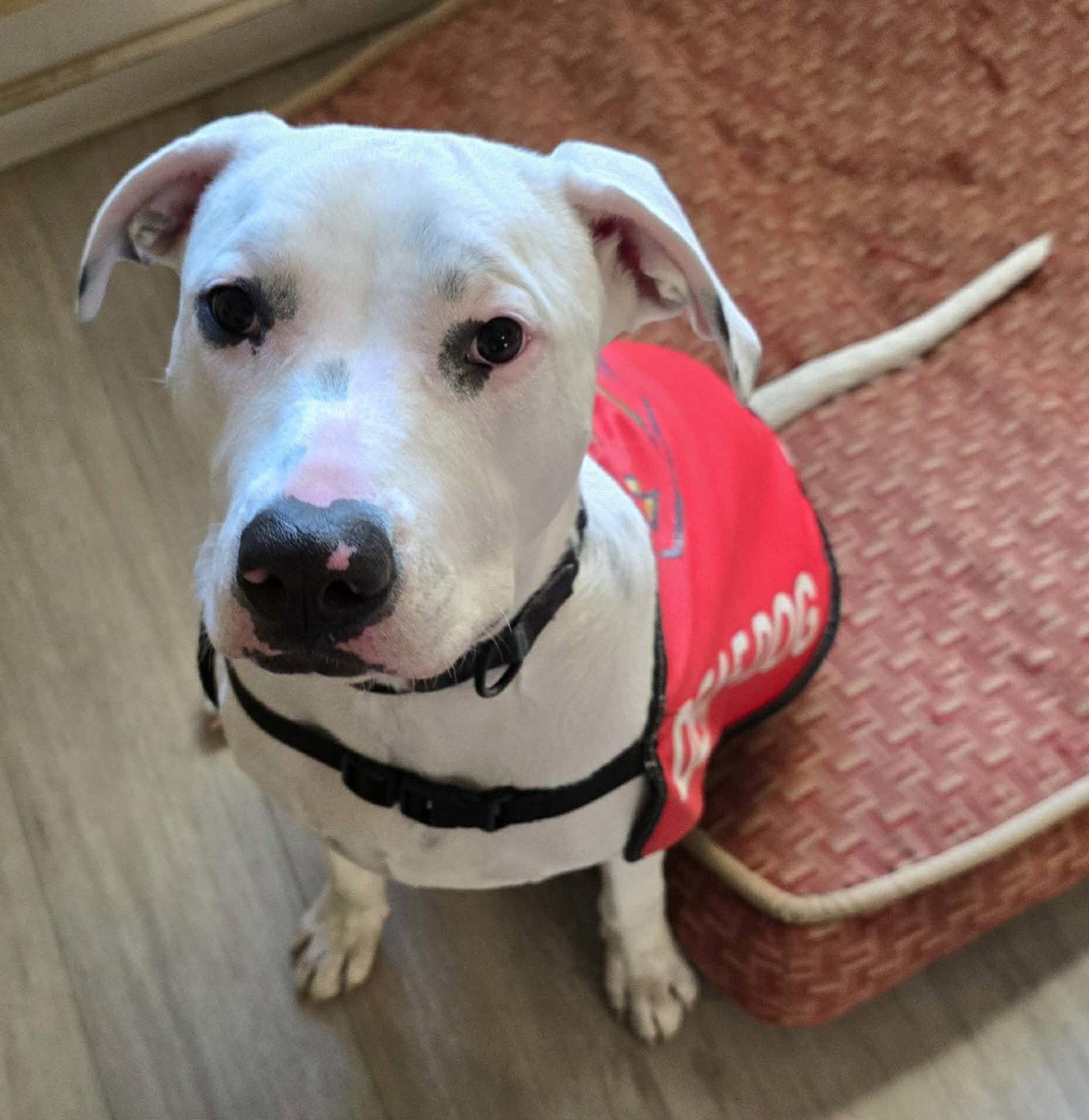 Enlarge Echo, a Adoptable Pit Bull Terrier in Visalia, CA image 2/3