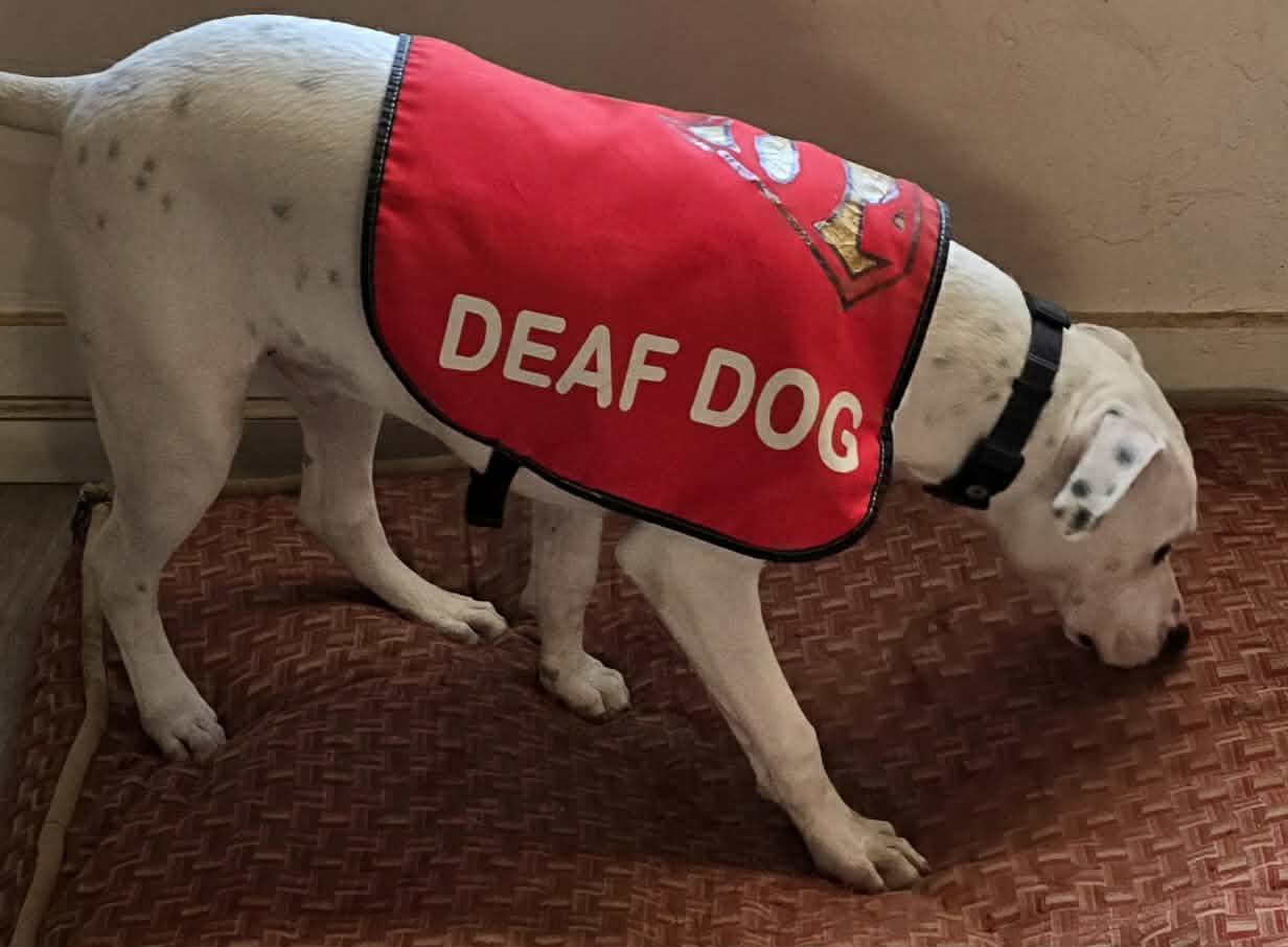 Enlarge Echo, a Adoptable Pit Bull Terrier in Visalia, CA image 3/3