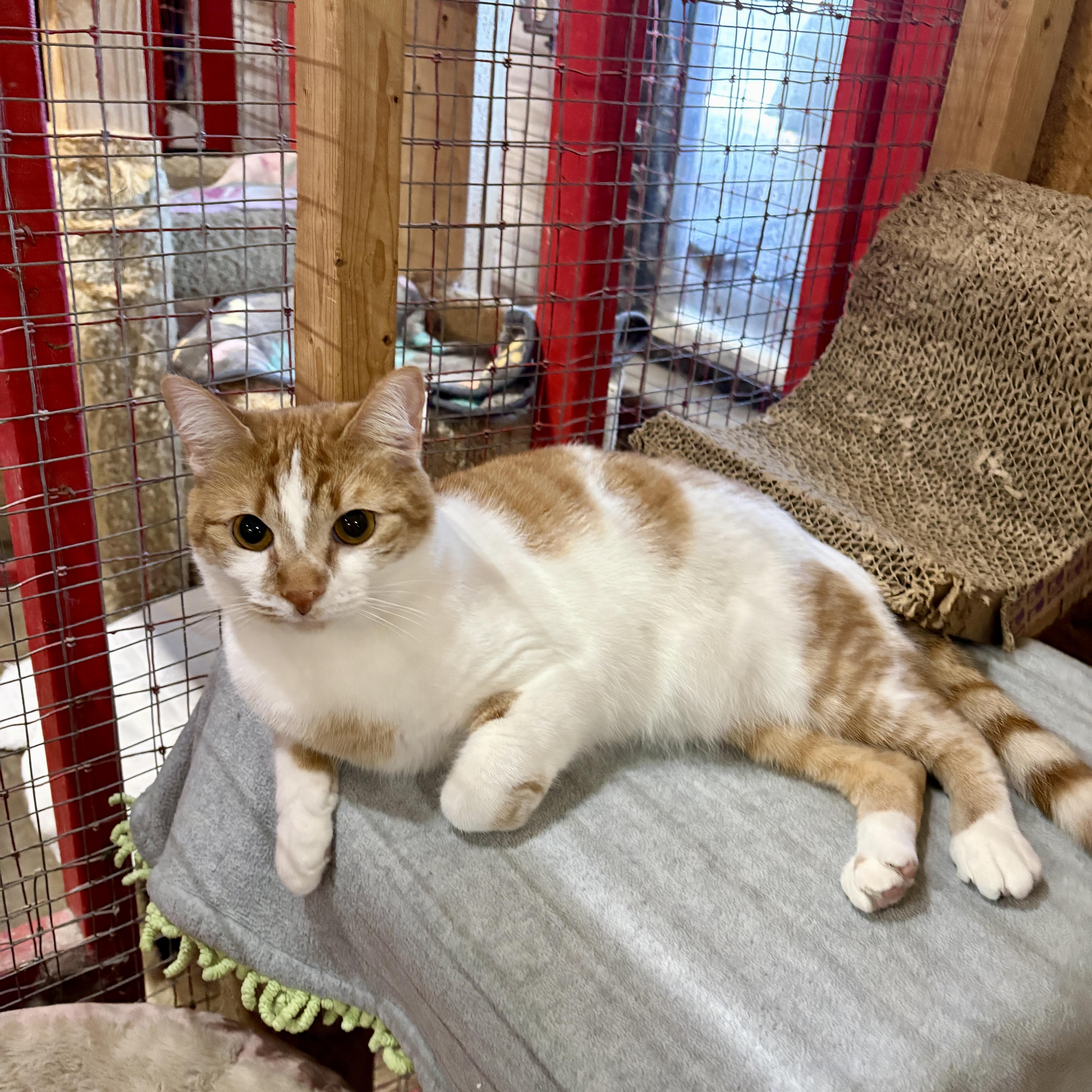 Tex, an adoptable Domestic Short Hair in Centerville, GA, 31028 | Photo Image 1