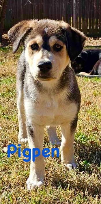 Pigpen, ADOPTABLE, Puppy Male Husky & German Shepherd Dog.