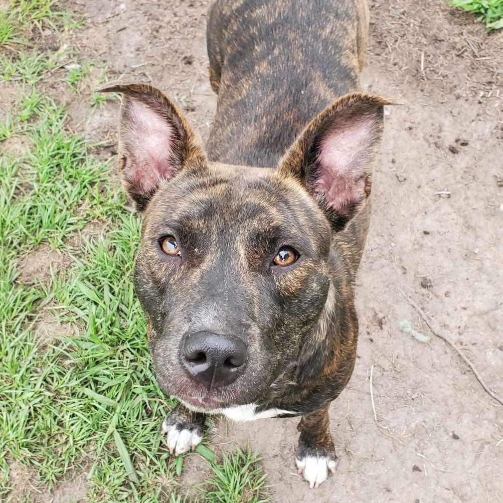 Estelle, a Adoptable Mixed Breed in Myrtle Beach, SC image 3/6