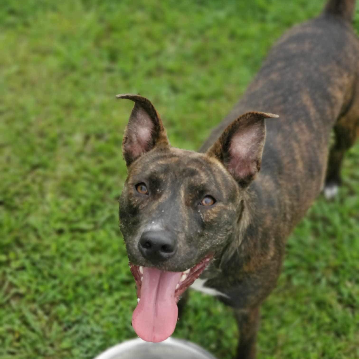 Estelle, a Adoptable Mixed Breed in Myrtle Beach, SC image 4/6