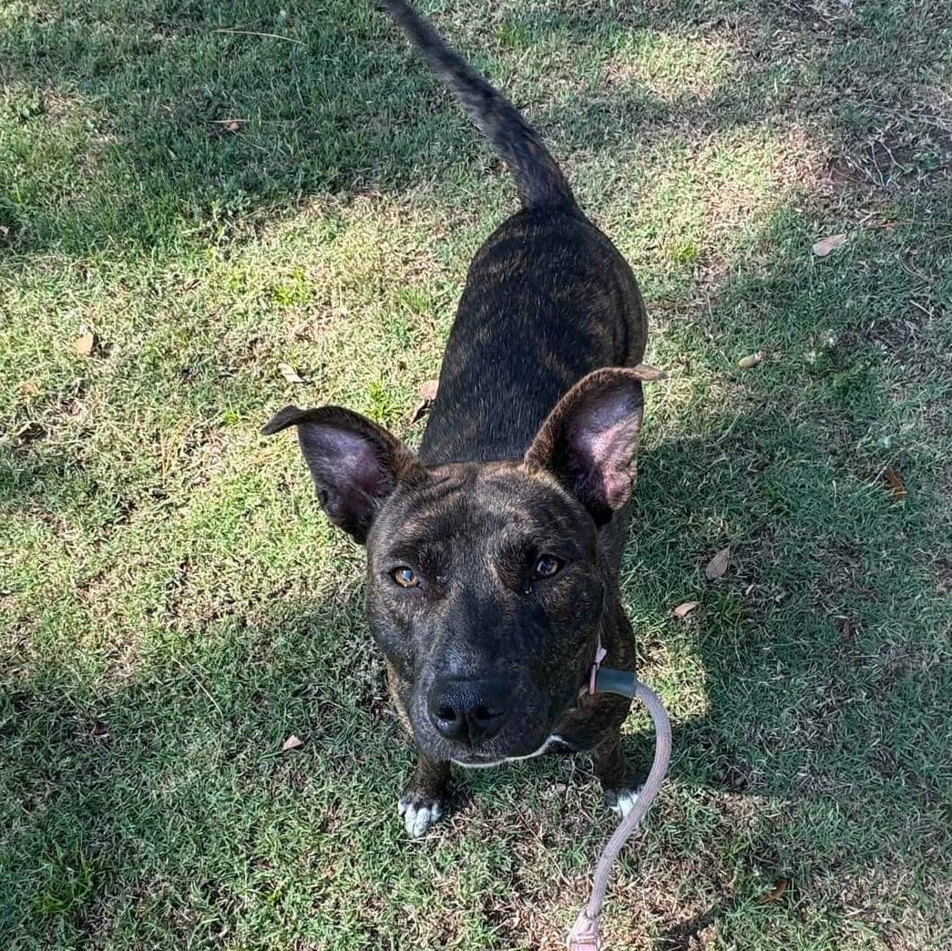 Estelle, a Adoptable Mixed Breed in Myrtle Beach, SC image 5/6