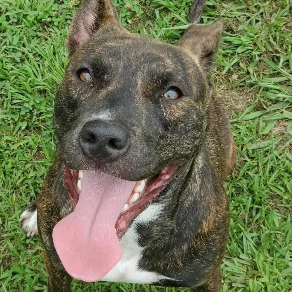 Estelle, a Adoptable Mixed Breed in Myrtle Beach, SC image 2/6