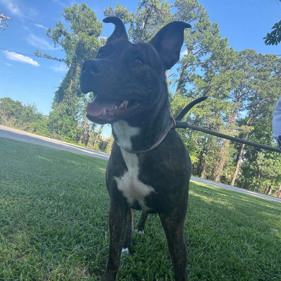 Estelle, a Adoptable Mixed Breed in Myrtle Beach, SC image 6/6