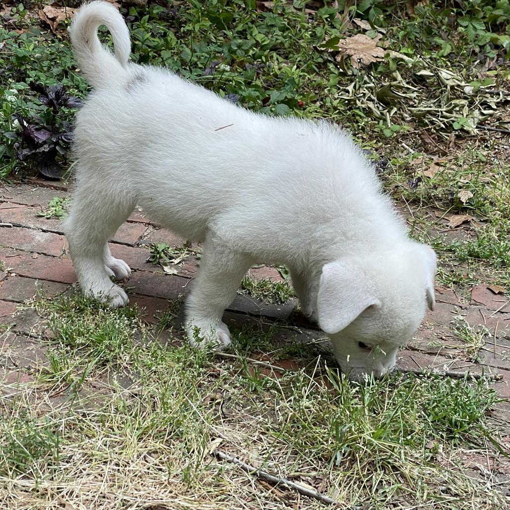Jefferson, Adoptable, Puppy Male Mixed Breed.