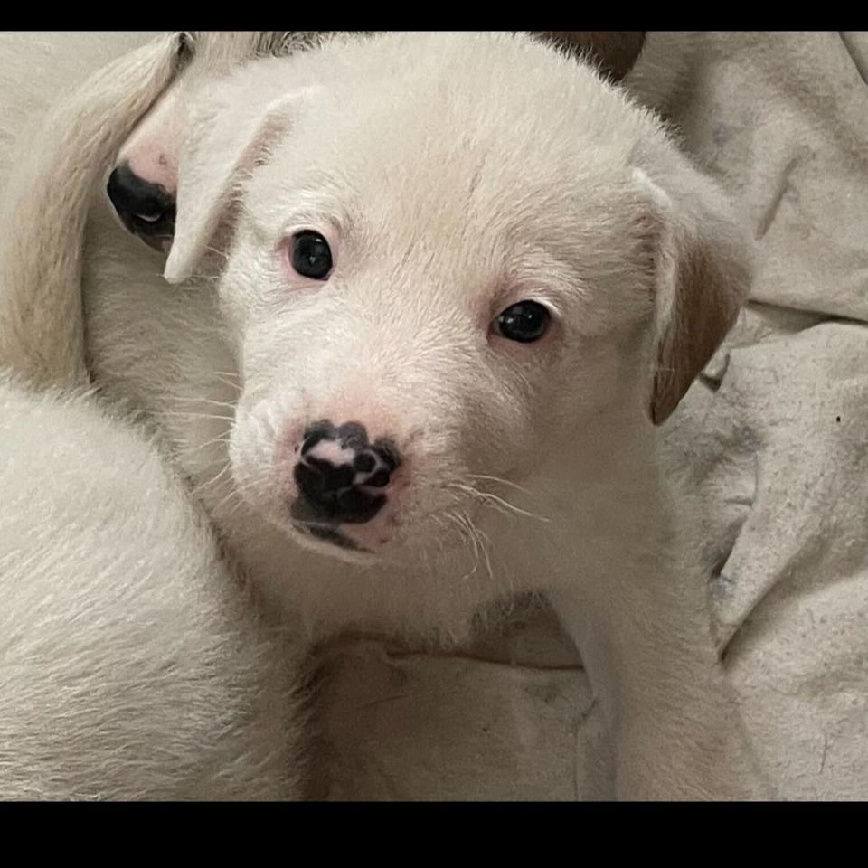 Enlarge Jefferson, a Adoptable Mixed Breed in Raleigh, NC image 2/6