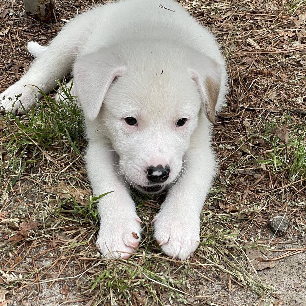 Enlarge Jefferson, a Adoptable Mixed Breed in Raleigh, NC image 3/6
