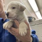 Enlarge Jefferson, a Adoptable Mixed Breed in Raleigh, NC image 4/6