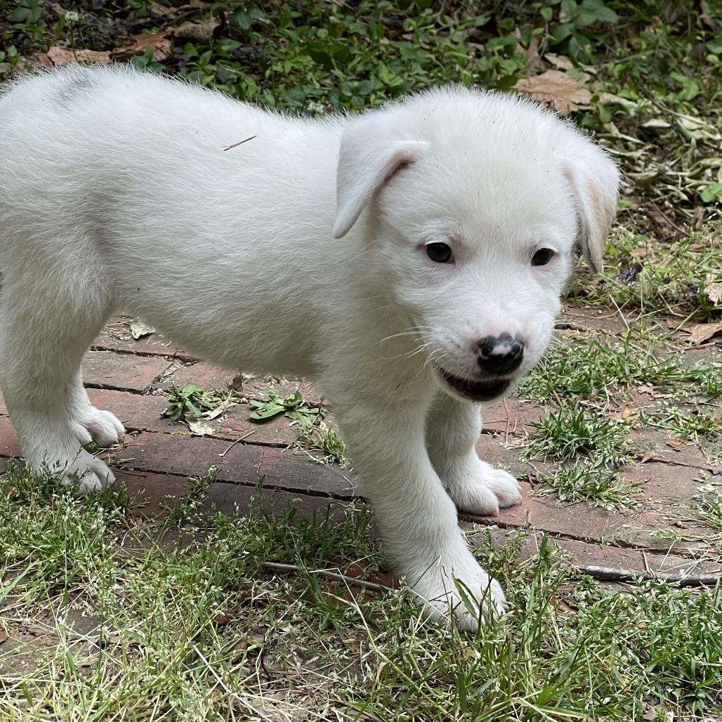 Enlarge Jefferson, a Adoptable Mixed Breed in Raleigh, NC image 6/6