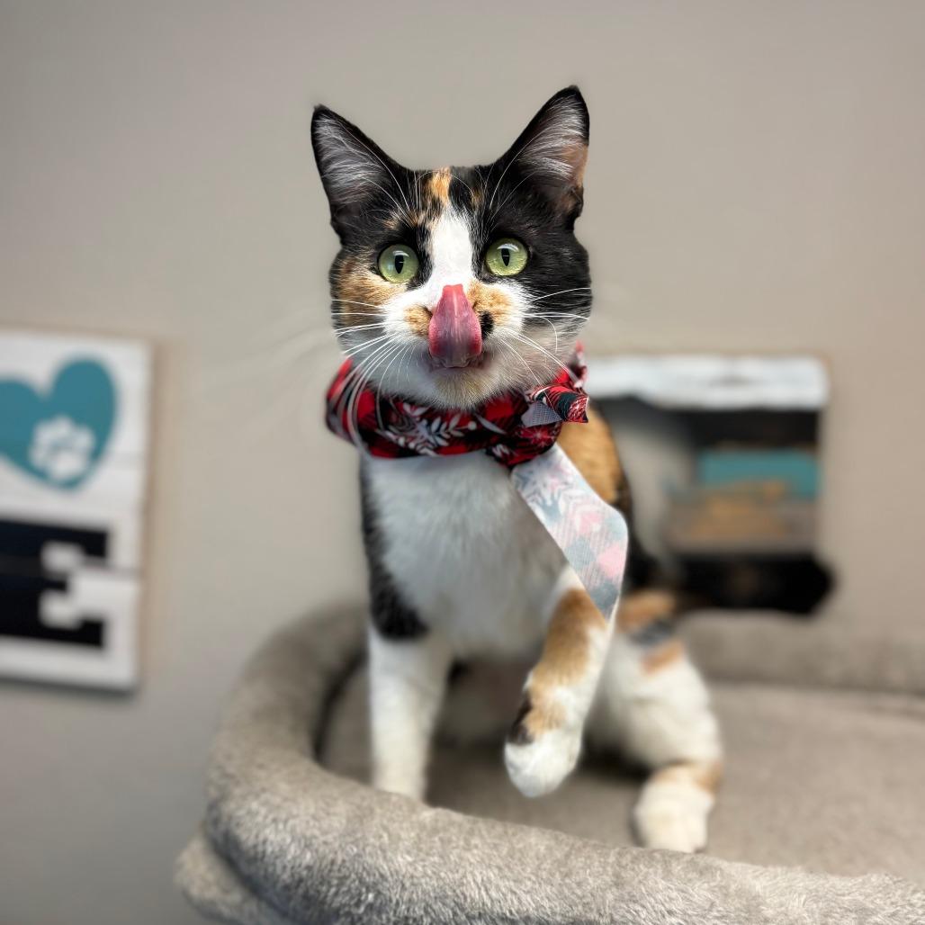 Galilea, Adoptable, Young Female Domestic Short Hair.