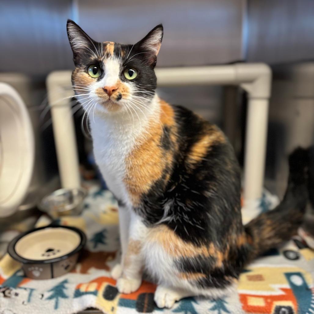 Galilea, Adoptable, Young Female Domestic Short Hair.