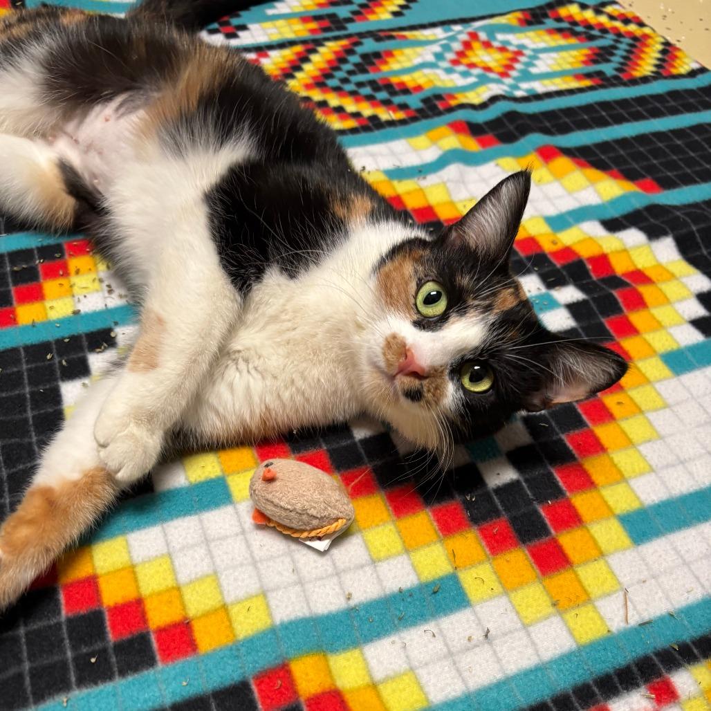 Enlarge Galilea, a Adoptable Domestic Short Hair in Fargo, ND image 2/4