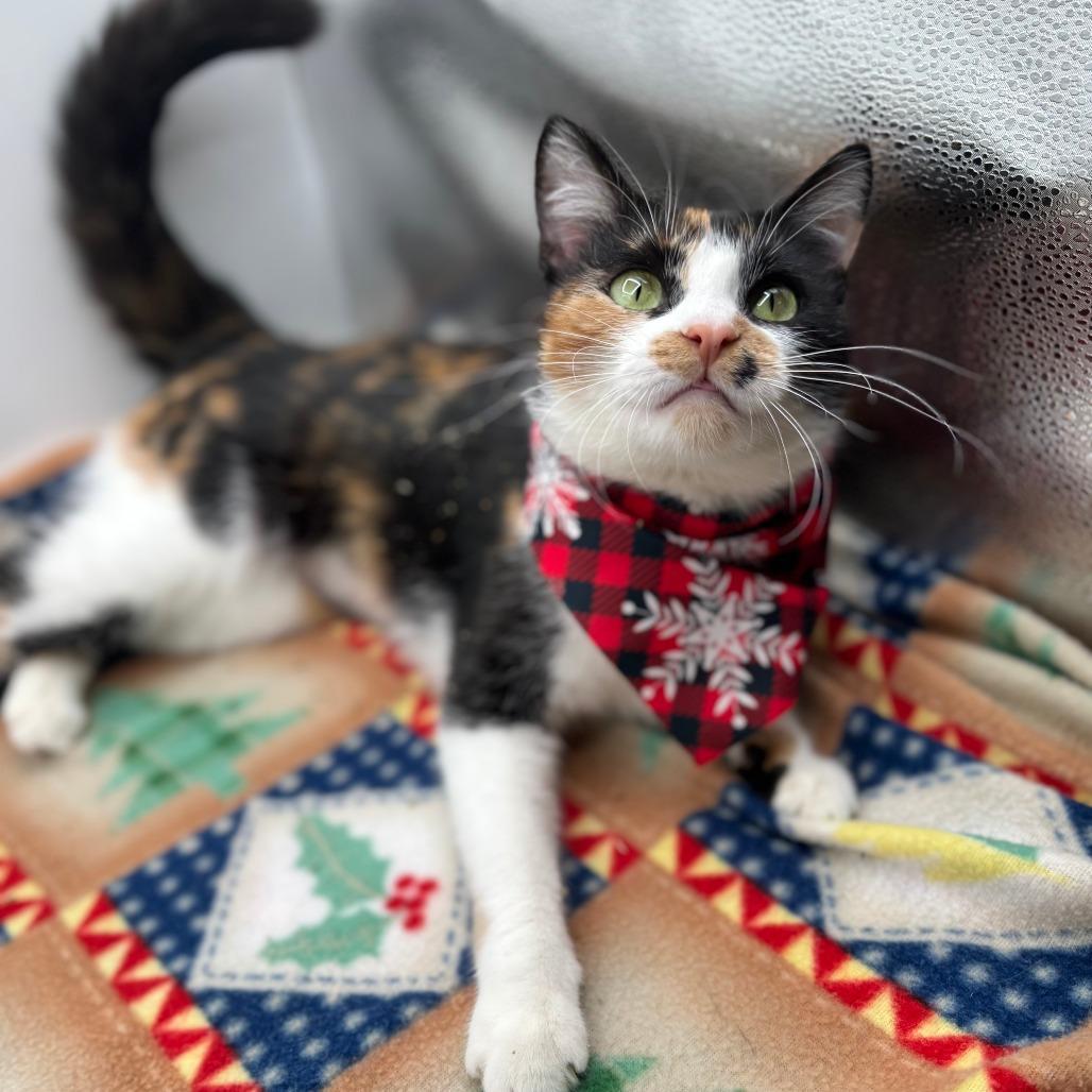 Enlarge Galilea***ADOPTION PENDING***, a Adoptable Domestic Short Hair in Fargo, ND image 3/6