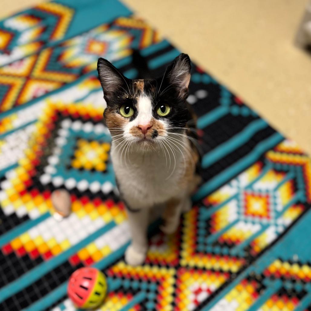 Enlarge Galilea, a Adoptable Domestic Short Hair in Fargo, ND image 3/4