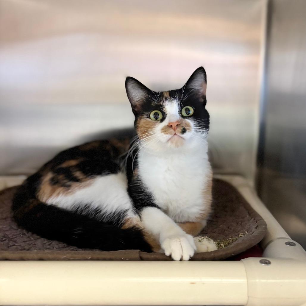 Enlarge Galilea, a Adoptable Domestic Short Hair in Fargo, ND image 4/4