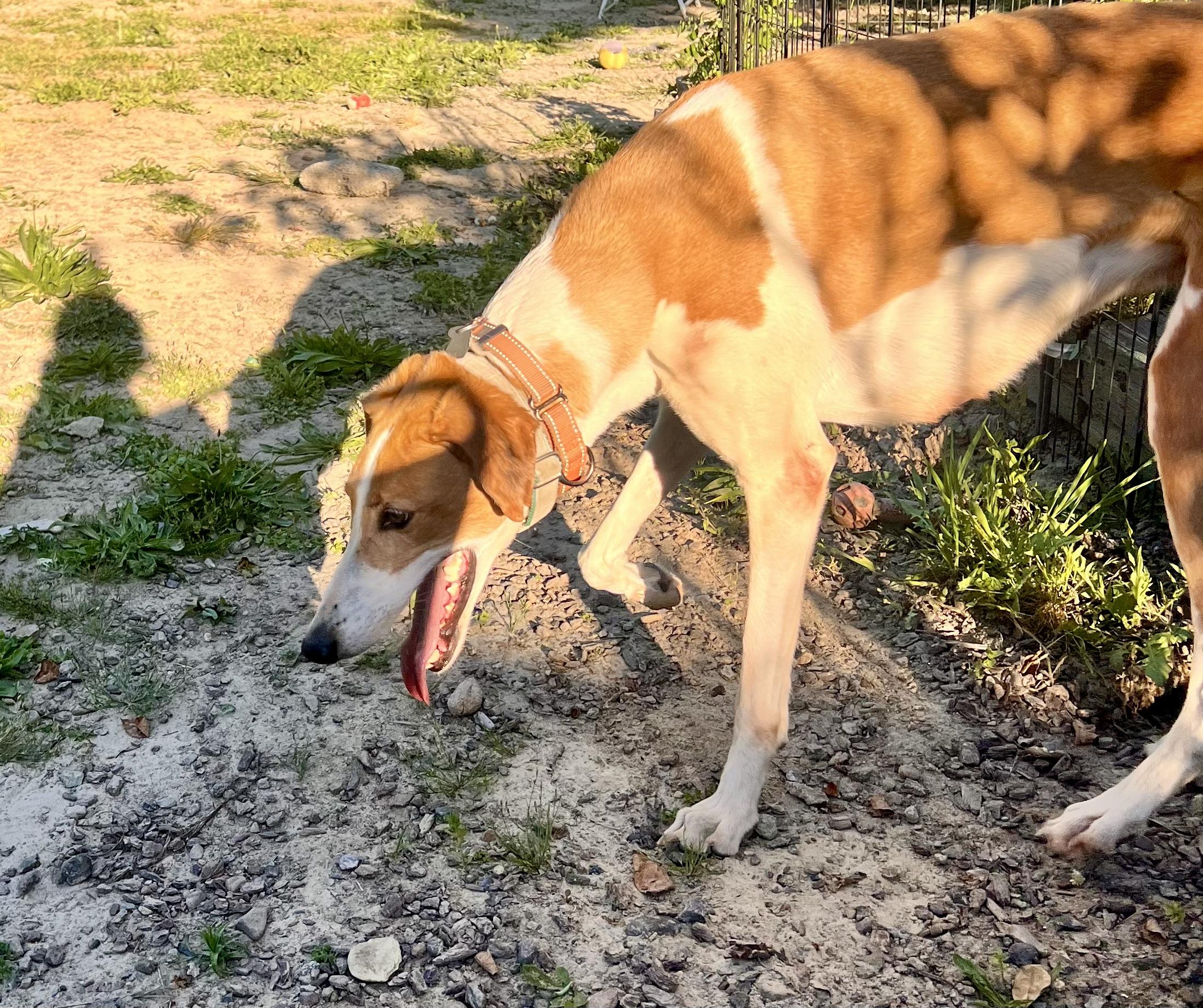 Concho, a ADOPTABLE mixed breed in Santa Rosa, CA image 2/3