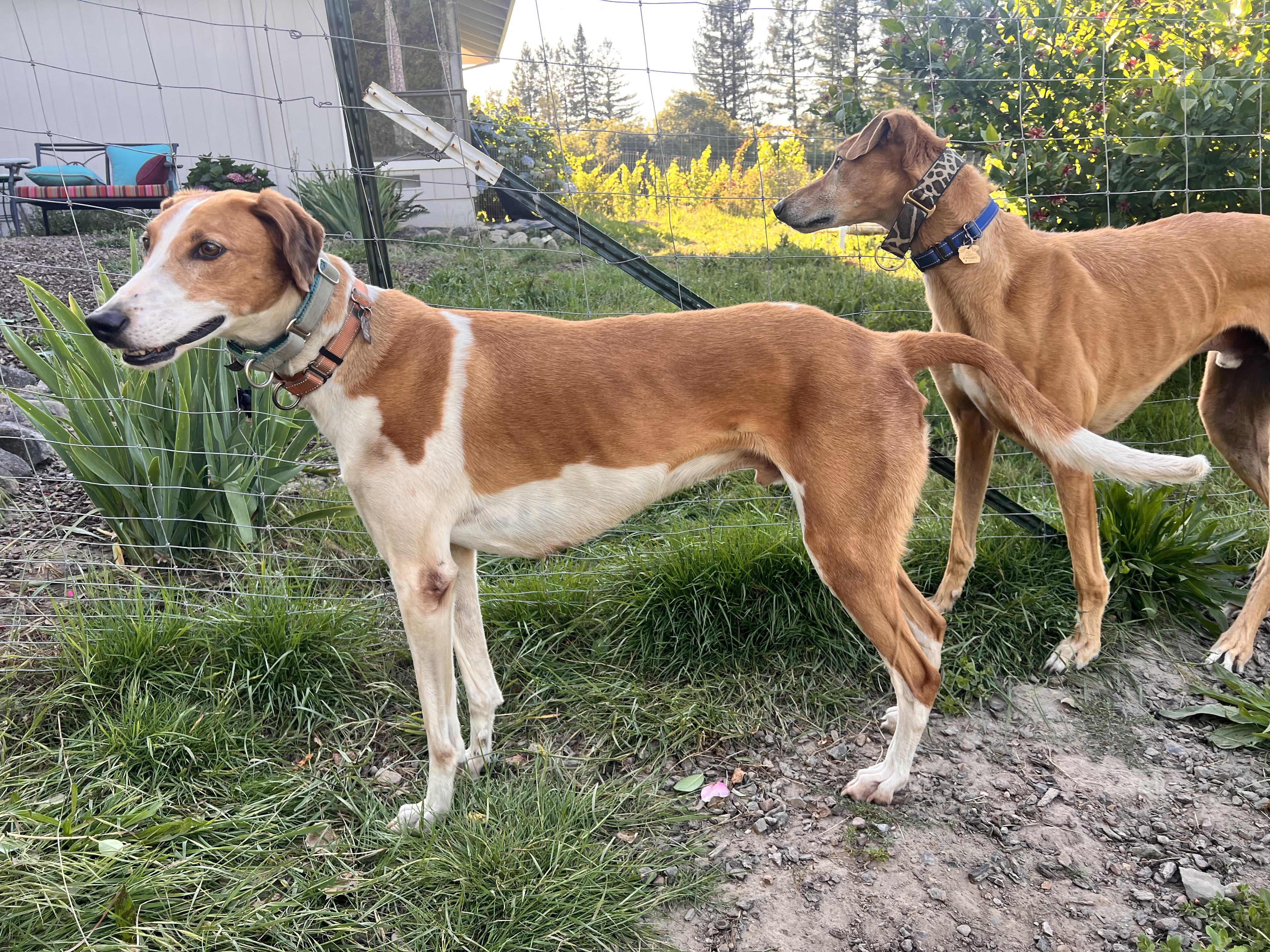 Concho, a ADOPTABLE mixed breed in Santa Rosa, CA image 1/3