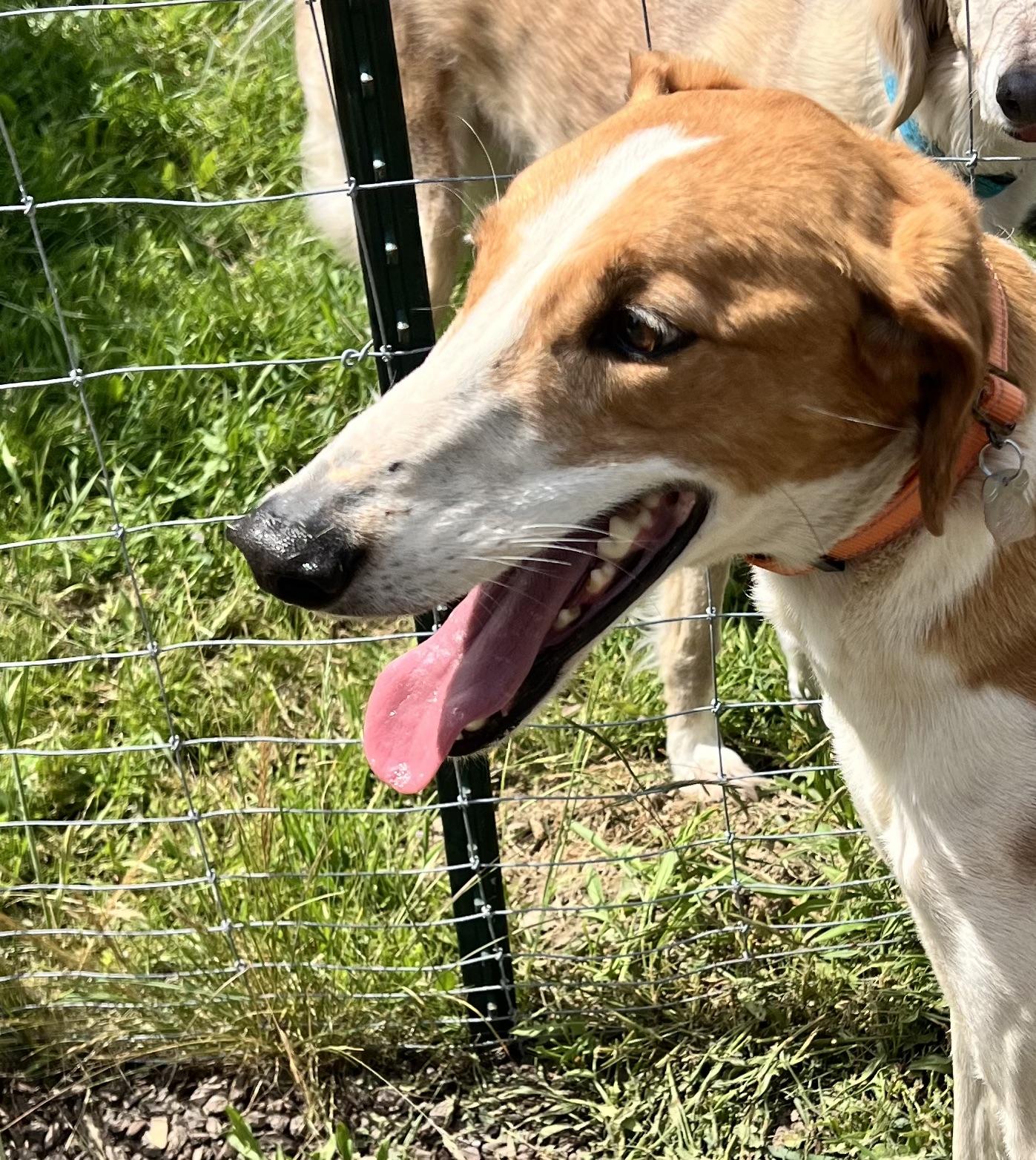 Concho, a ADOPTABLE mixed breed in Santa Rosa, CA image 3/3