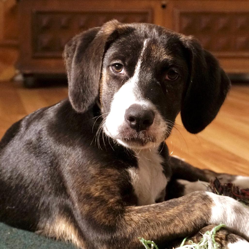 Enlarge NY Wizard (Foster Yorktown Heights), a Adoptable mixed breed in Stormville, NY image 5/6