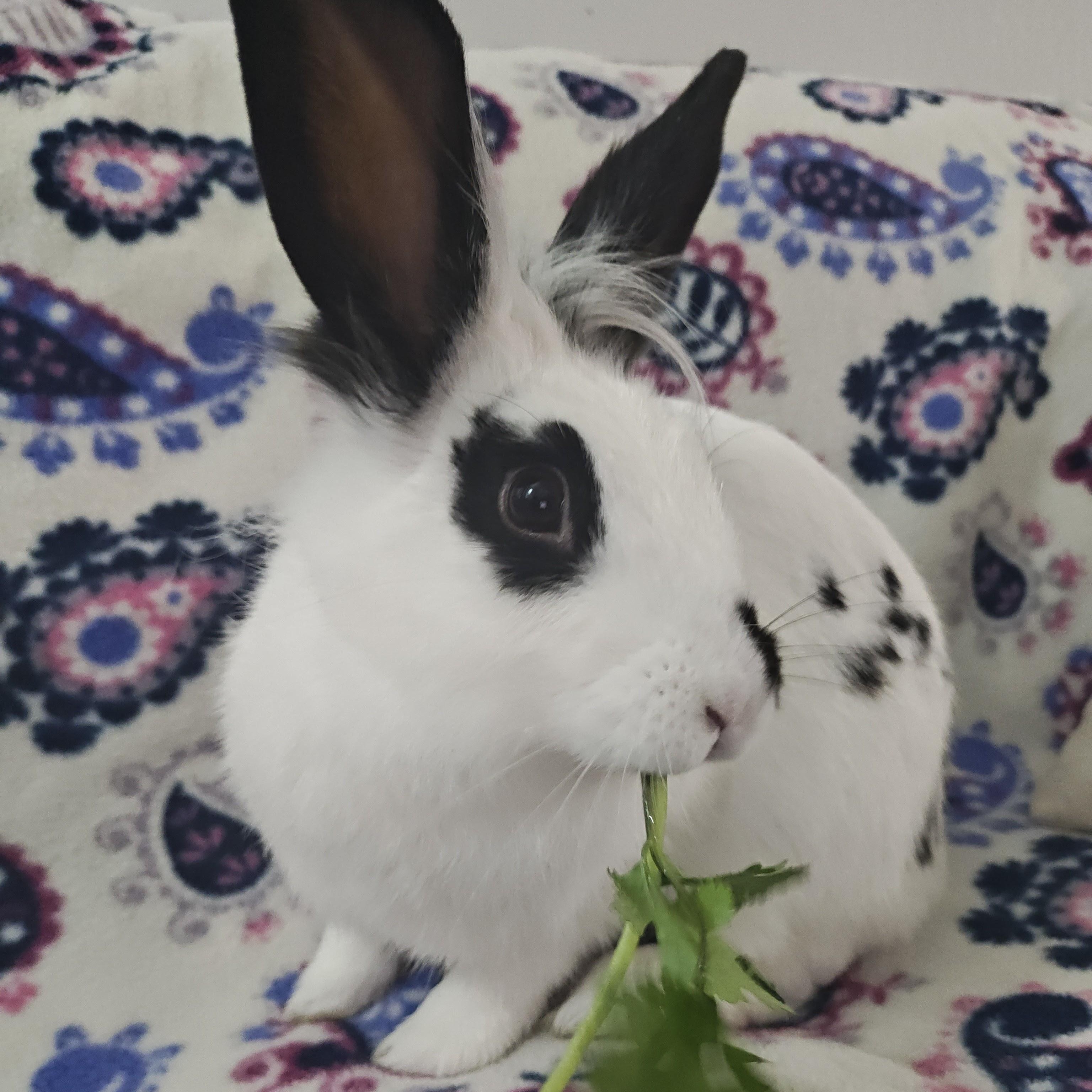 Miffy, ADOPTABLE, Young Female Lionhead.