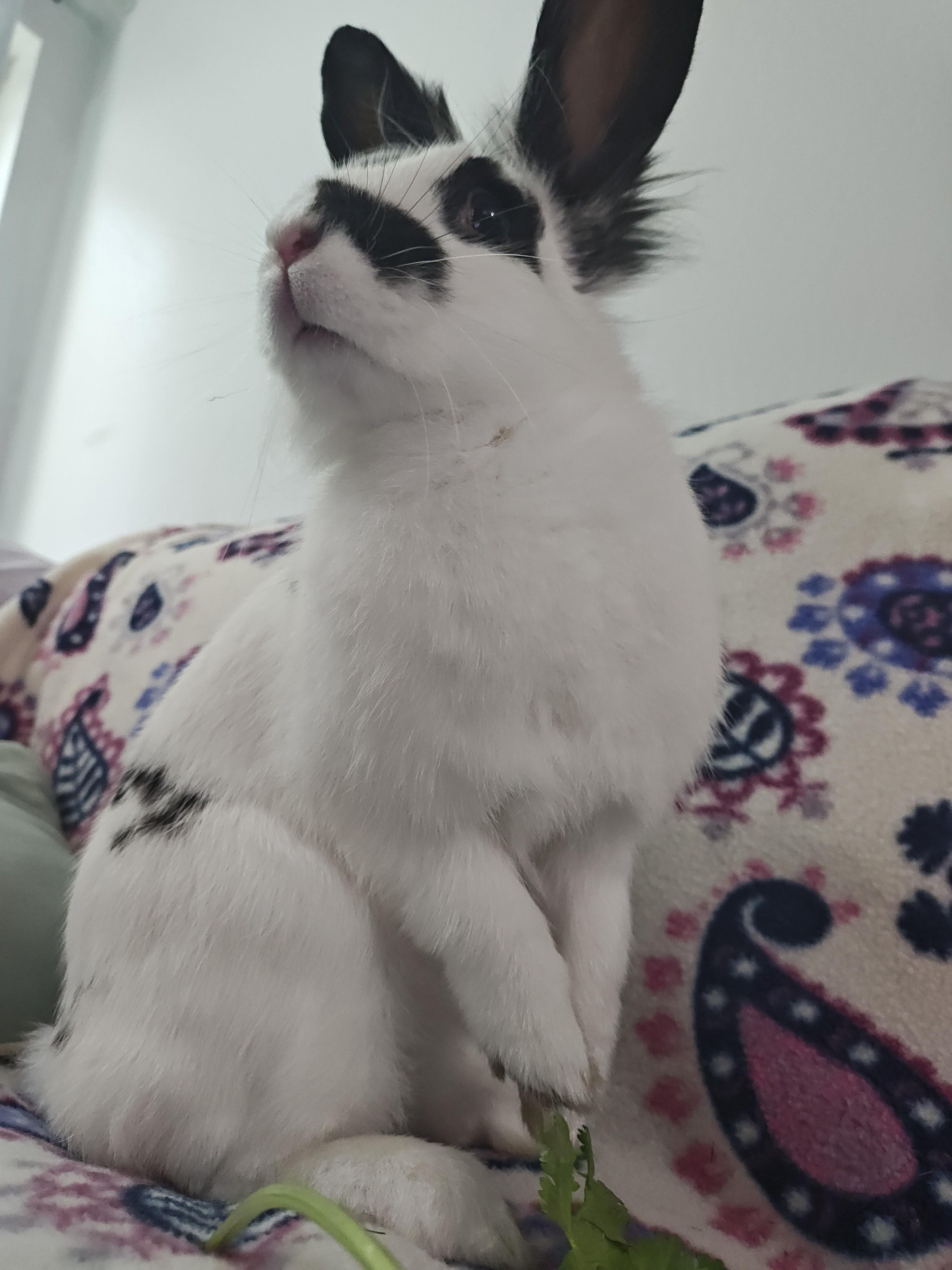 Enlarge Miffy, a ADOPTABLE Lionhead in Livermore, CA image 2/6