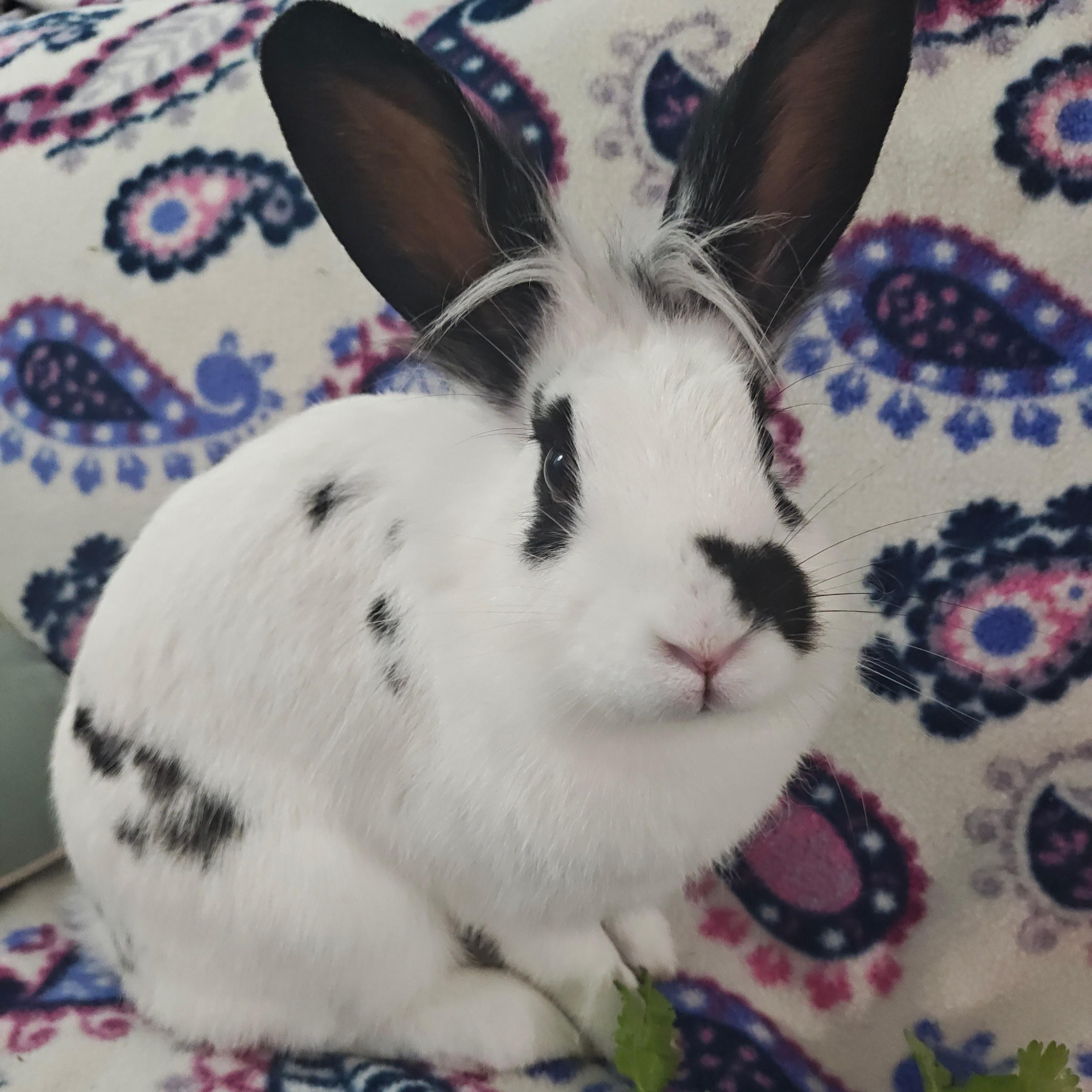 Enlarge Miffy, a ADOPTABLE Lionhead in Livermore, CA image 3/6
