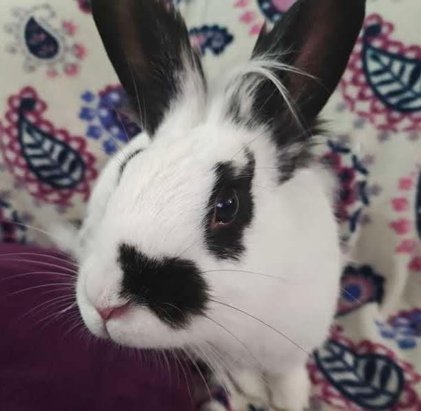 Enlarge Miffy, a ADOPTABLE Lionhead in Livermore, CA image 4/6