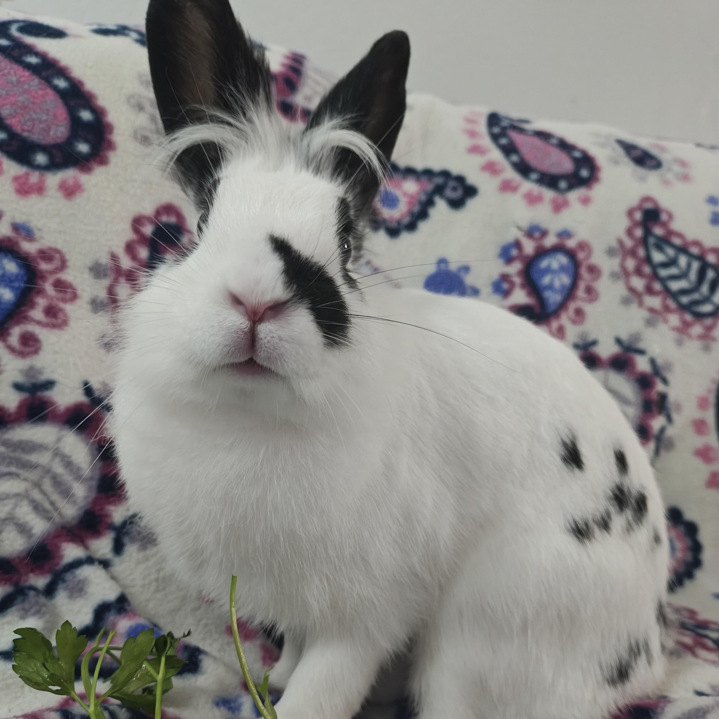 Enlarge Miffy, a ADOPTABLE Lionhead in Livermore, CA image 5/6