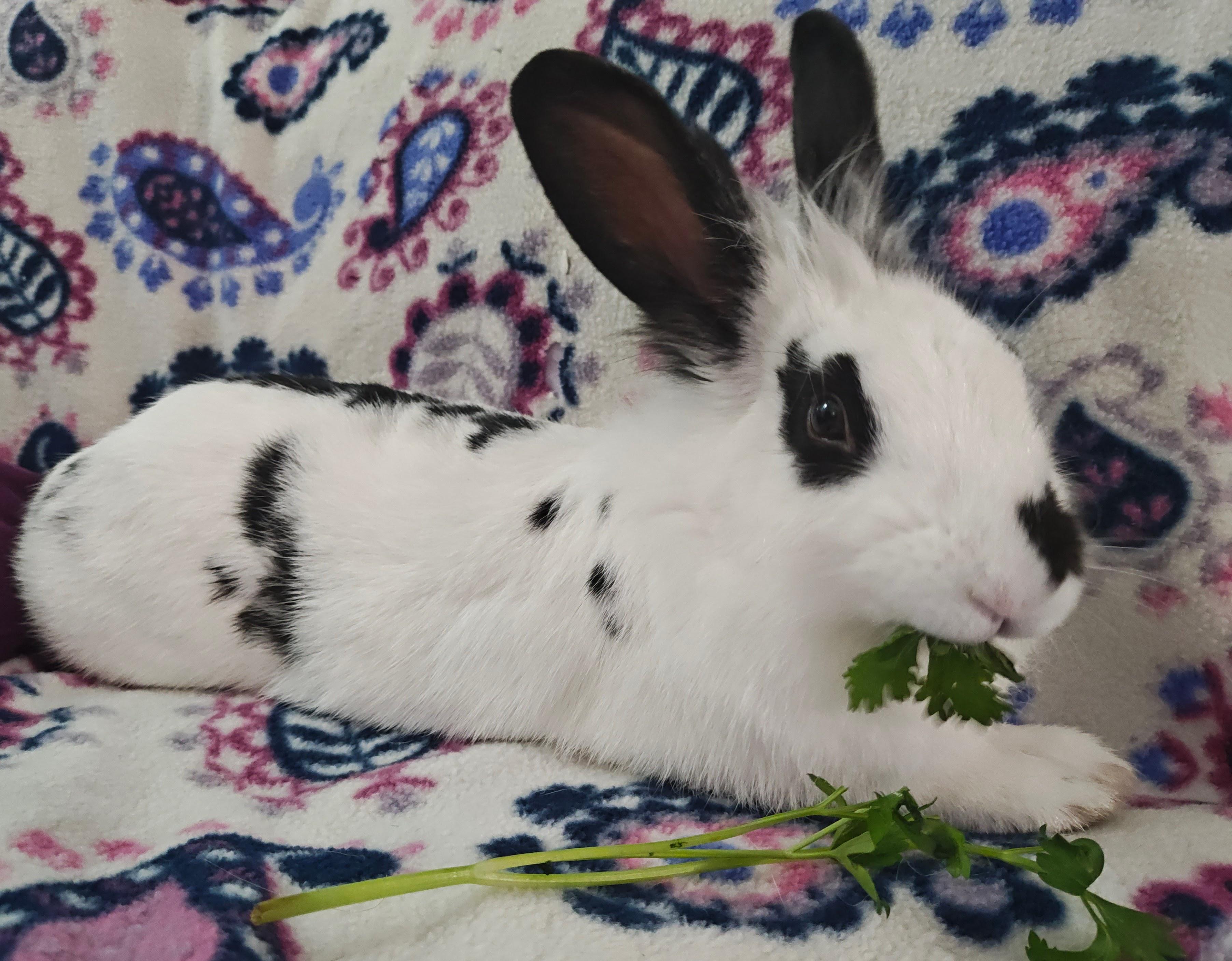 Enlarge Miffy, a ADOPTABLE Lionhead in Livermore, CA image 6/6