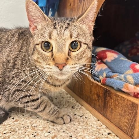 Enlarge Skye, a Adoptable Domestic Short Hair image 2/3