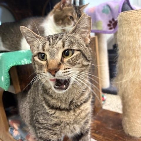 Enlarge Skye, a Adoptable Domestic Short Hair image 3/3