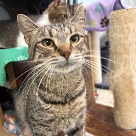 Skye, Adoptable, Adult Female Domestic Short Hair.