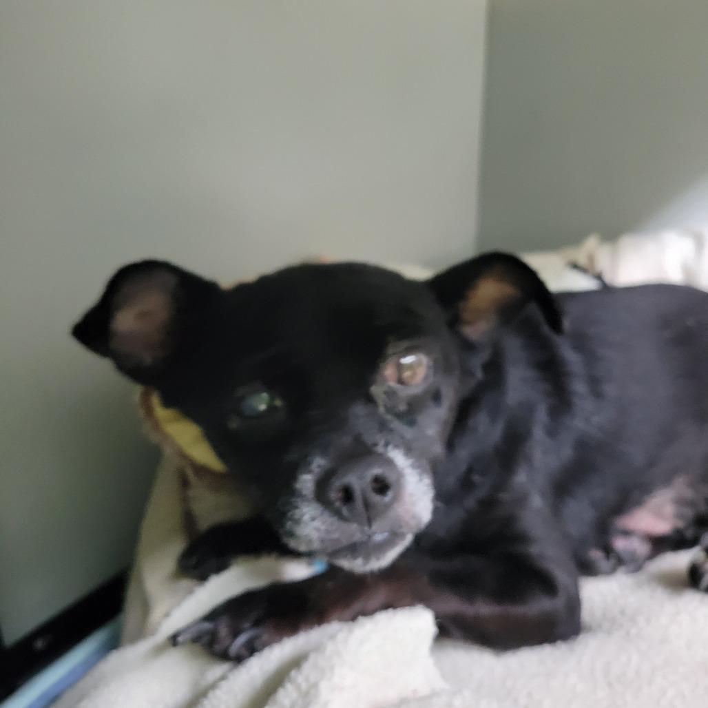 Sweetie, Adoptable, Senior Female Miniature Pinscher.