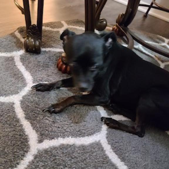 Enlarge Sweetie, a Adoptable Miniature Pinscher in Denison, TX image 2/4