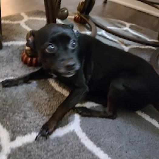 Enlarge Sweetie, a Adoptable Miniature Pinscher in Denison, TX image 3/4